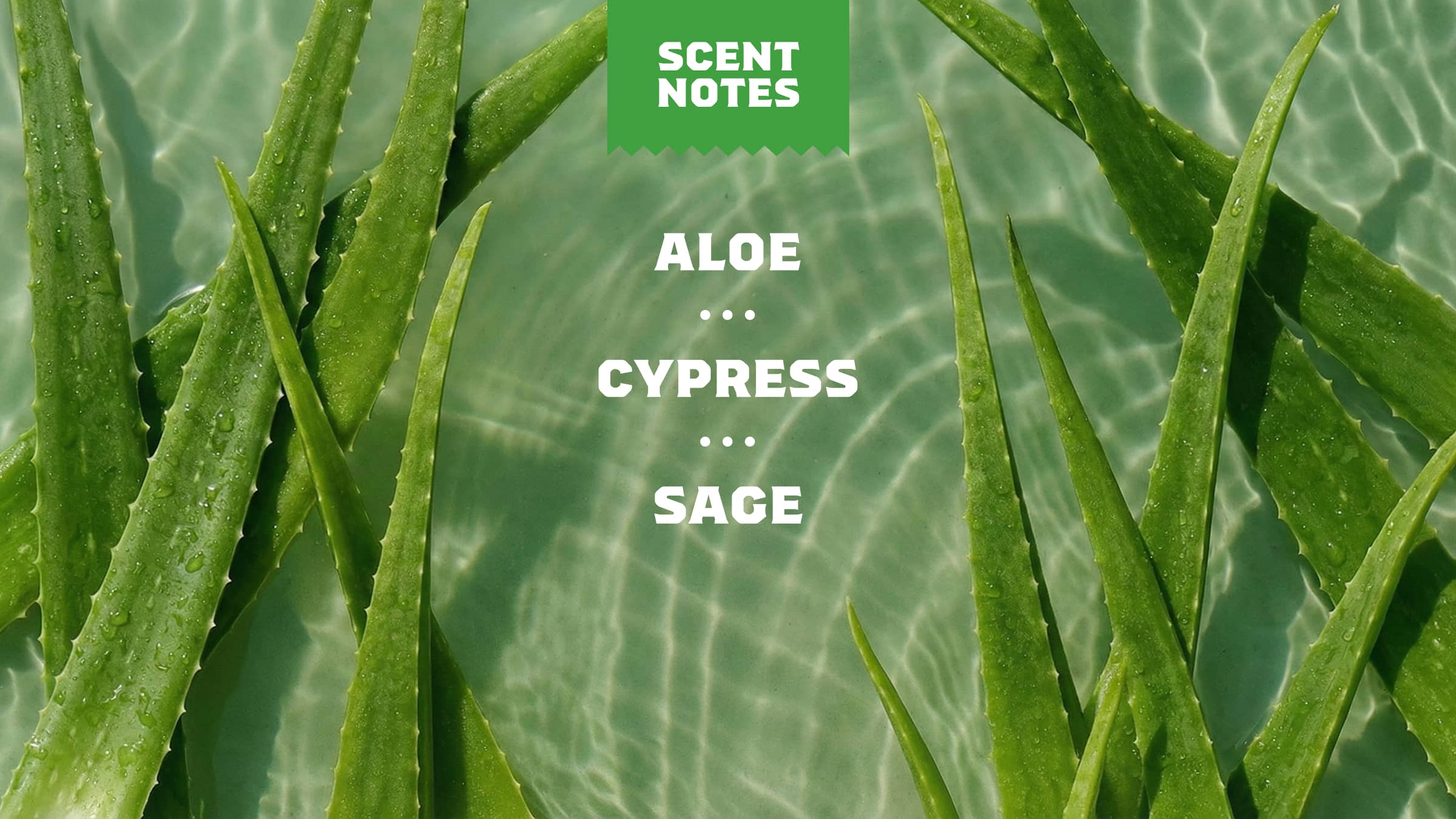 Cool Fresh Aloe Lotion - Image 3